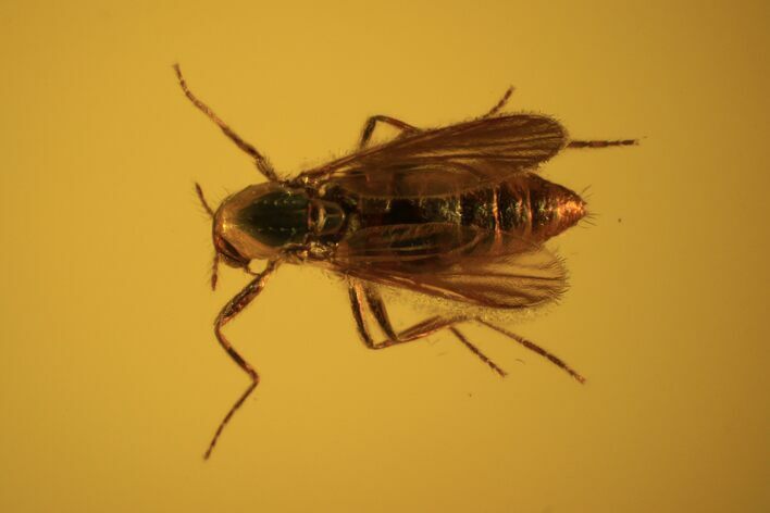Two Fossil Flies (Diptera) In Baltic Amber #72195